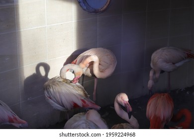 flamingo nxt more dramatic shadows