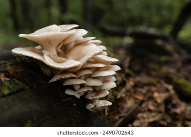 Group of flavorful Pleurotus ostreatus mushrooms colonizing a moss and lichen-laden fallen tree in the woodland.