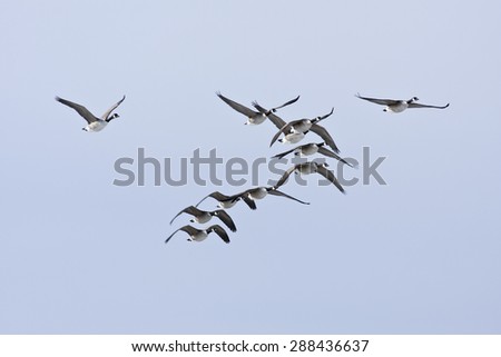 Similar – wild geese birds Dynamic