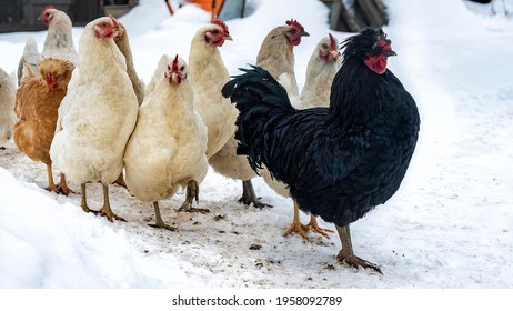A group or flock of white colored leghorn and black cock crossbred free range egg laying hen chickens with white snow in the background on a rural farm in the winter season.