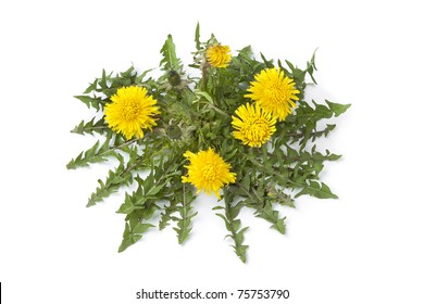 Group Flowering Dandelion Isolated On White Stock Photo 75753790 ...