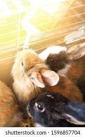 Group Of Fluffy Rabbits In A Rabbit Hutch. Little Bunny Drinking Water From Feeding Water Bottle.