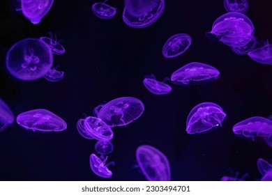 Group of fluorescent atlantic moon jellyfish swimming underwater aquarium pool with neon light. Aurelia aurita, also called the common jellyfish, moon jellyfish, moon jelly or saucer jelly