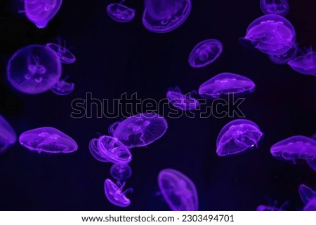 Group of fluorescent atlantic moon jellyfish swimming underwater aquarium pool with neon light. Aurelia aurita, also called the common jellyfish, moon jellyfish, moon jelly or saucer jelly
