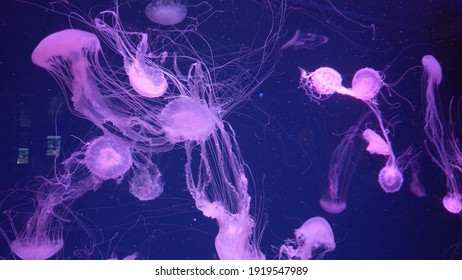 Group of fluorescent chrysaora jellyfish swimming in an aquarium pool. A glowing purple jellyfish moving in the water. - Powered by Shutterstock