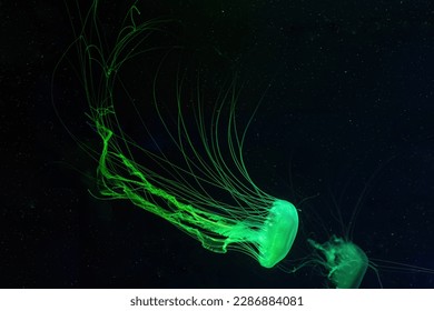 Group of fluorescent jellyfish swim underwater in aquarium pool with green neon light. The Atlantic sea nettle chrysaora quinquecirrha in blue water, ocean. Theriology, tourism, diving, undersea life.