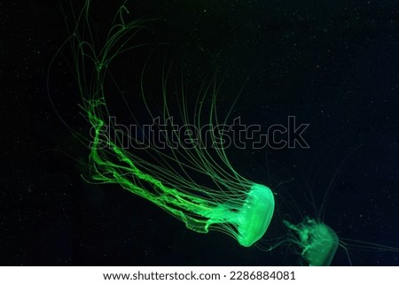Group of fluorescent jellyfish swim underwater in aquarium pool with green neon light. The Atlantic sea nettle chrysaora quinquecirrha in blue water, ocean. Theriology, tourism, diving, undersea life.
