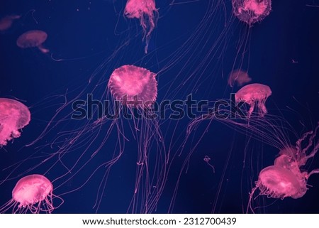 Group of fluorescent jellyfish swim underwater in aquarium pool with pink neon light. The Atlantic sea nettle chrysaora quinquecirrha in blue water, ocean. Theriology, tourism, diving, undersea life.
