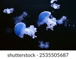 Group of fluorescent jellyfish swimming underwater aquarium pool. The spotted australian jellyfish, Phyllorhiza punctata in aquarium with blue neon light. Theriology, tourism, diving, undersea life.
