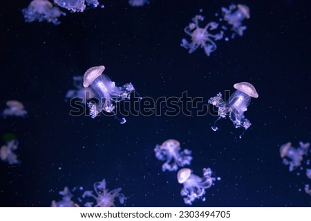 Group of fluorescent jellyfish swimming underwater aquarium pool. Spotted australian jellyfish, Phyllorhiza punctata in aquarium with purple neon light. Theriology, tourism, diving, undersea life.