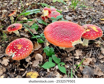 A group of fly agaric