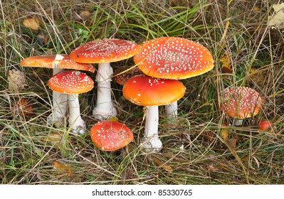 The group of fly agarics grows in a grass