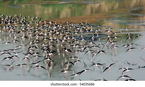 Group Flying