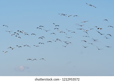 Group Flying Birds Common Cranes By Stock Photo 1212953572 | Shutterstock