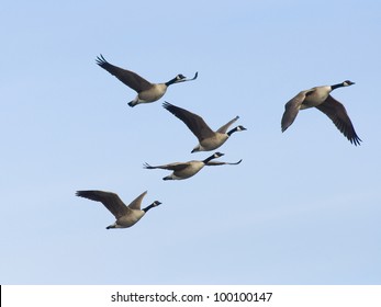 Pair Flying Geese Stock Photo (Edit Now) 187064213