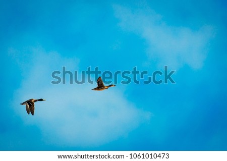 Group of flying Mallards ducks in the sky.
