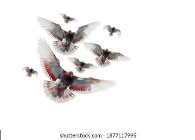 鳩 キャラクター の写真素材 画像 写真 Shutterstock