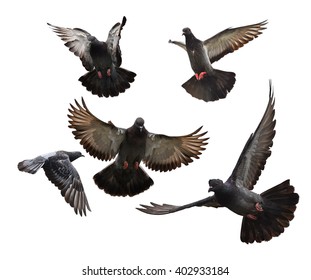 flying pigeon images stock photos vectors shutterstock https www shutterstock com image photo group flying pigeons isolated on white 402933184