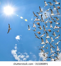 A Group Of Flying Seagull Birds With One Individual Bird Going In The Opposite Direction With Blue Sky Background.