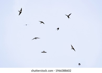 a group of flying swallows in the air in spring