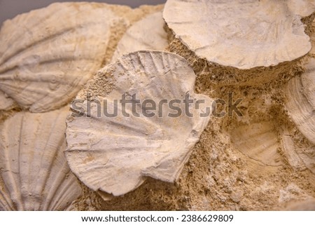 Group of the fossilized shells in the rock