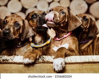 Group of four 4 rhodesian ridgeback puppies dogs sitting in raw in wood box on wooden background of dry chopped firewood logs stacked up on top of each other in a pile