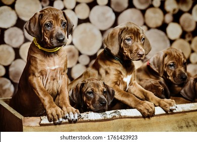 Group of four 4 rhodesian ridgeback puppies dogs sitting in raw in wood box on wooden background of dry chopped firewood logs stacked up on top of each other in a pile