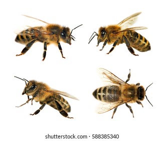 Group Four Bee Honeybee Latin Apis Stock Photo 588385340 | Shutterstock