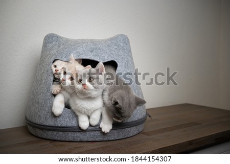 group of four different colored british shorthair kittens inside of overcrowded pet cave