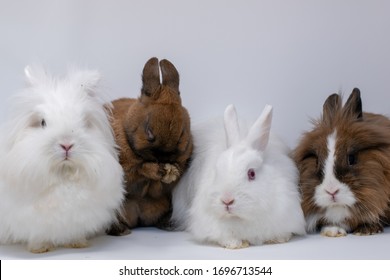 Group Of Four Dwarf Rabbits In A Photo Box