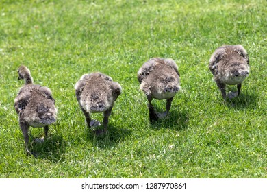 A group of four goslings devouring the grass