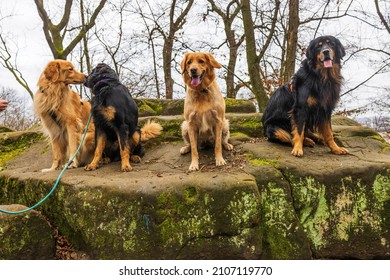 a group of four hovawart with different colouring posing on a rock