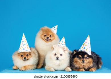 А Group Of Four Pomeranian Spitz (pomeranians) In Festive Caps (hats). Dogs Celebration (party). Isolated On Blue Background, Copy Space.