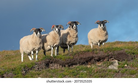 Group of four Scottish blackface rams pose on a hill in front of a dramatic sky, Cairngorms, Scotland