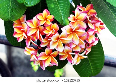 group of Frangipani flowers blooming