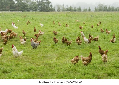 A Group Of Free Range Chickens Feed In A Field In Northern California