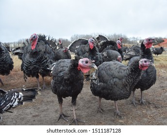 A Group Of Free Range Turkeys 