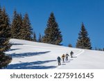 A group of freeride skiers climb up into the snowy mountains. Active recreation in nature, the Carpathians mountains