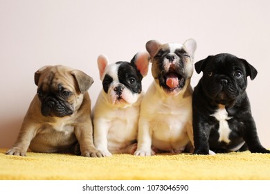 79,863 French puppy bulldog Images, Stock Photos & Vectors | Shutterstock