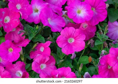 group of fresh pink giant petunia blue flower buds and blooming with green leaves in botany garden natural park