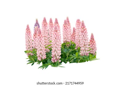A group of fresh pink and purple lupinus flower isolated on white background, clipping path. Beautiful blooming lupin, lupine in sommer season - Shutterstock ID 2171744959