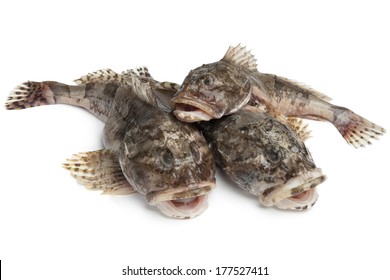 Group Of Fresh Raw Cottidae Isolated On White Background