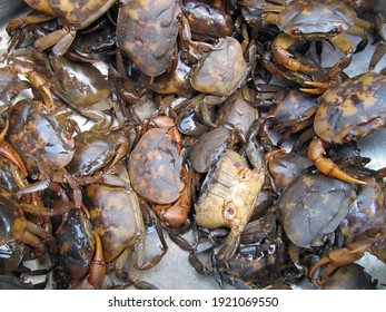 Group Freshwater Crabs India Stock Photo 1921069550 | Shutterstock