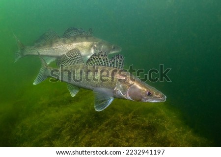 A group of freshwater fish Pikeperch (Sander lucioperca) in the beautiful clean pound. Underwater shot of the Zander. Wildlife animal. Pike perch in the nature habitat with nice background. 