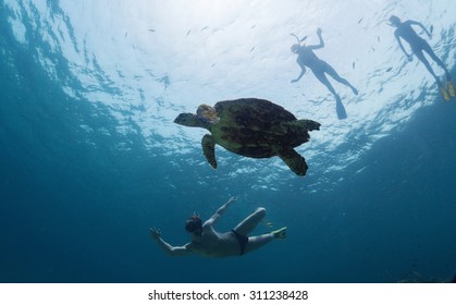 Group Of Friends Snorkeling With The Turtle