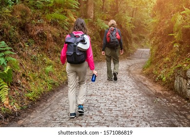 Group of friends walking with backpacks in forest from back. Backpackers hiking in the woods. Adventure, travel, tourism, active rest, hike and people friendship concept.