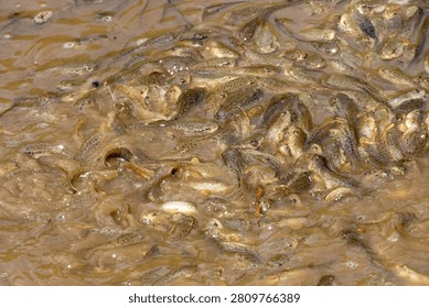 group of froglets in a pond