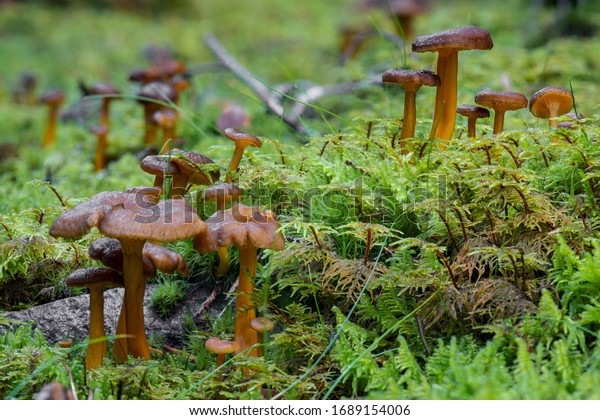 Group of funnel chanterelles or yellow foot, growing\
in green moss