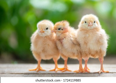 Group Of Funny Baby Chicks On The Farm