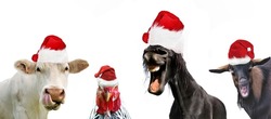 Group Of Funny Farm Animals With Santa Claus Hat On Whate Background 